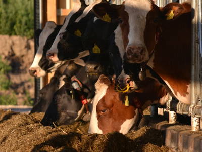 Unsere Kühe beim Abendessen
