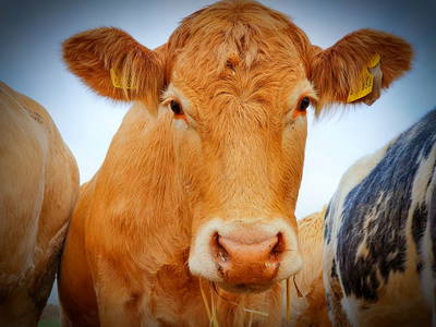 Bild 14 aus  Ferienhof   Witte Haubarg                -  2025 Beliebtester Ferienhof für Familienurlaub