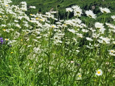 Bild 19 aus  Haus Steger