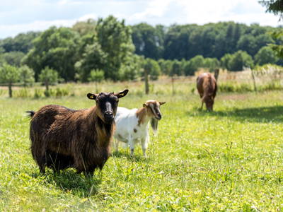 Pony Lissi, sowie Ziegen Rieke & Lina