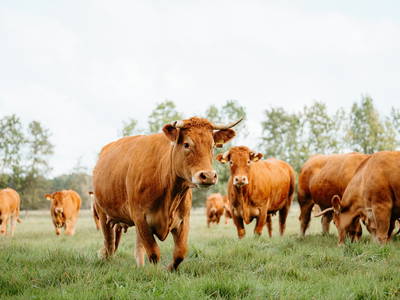 Muuuuhhh - die Limousin-Kuhherde auf der Weide