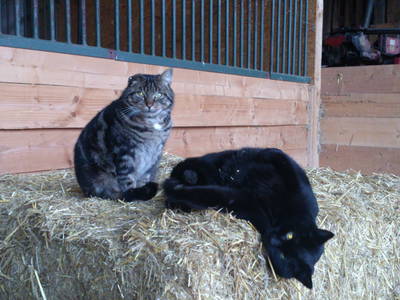 Bild 32 aus  Ferienbauernhof Voß