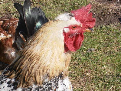 Bild 13 aus  Dammerer Hof