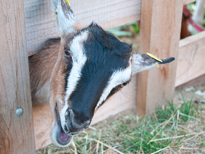 Bild 7 aus  Schollerhof