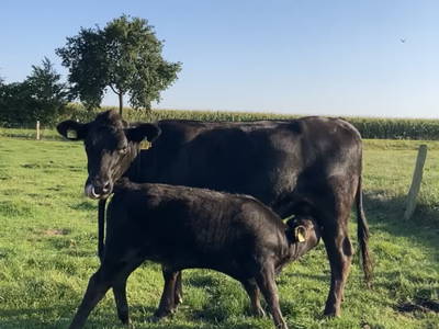 Bild 5 aus  Hof Belvedere an der Ostsee