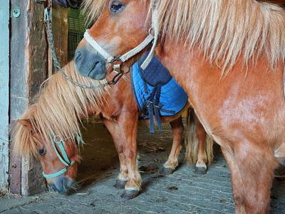 Bild 41 aus  Gerwenshof