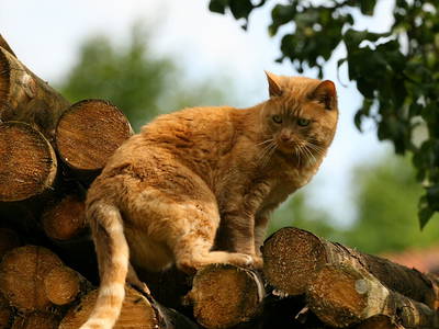 Bild 8 aus  Bucherhof