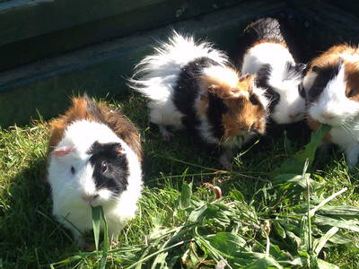 Meerschweinchen zum Knuddeln und Füttern