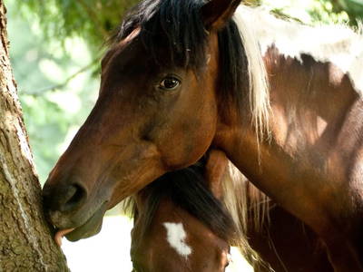 Bild 18 aus  Schloif Troadkastn