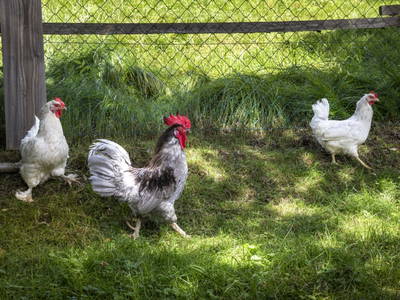 Bild 92 aus  Mittergasteg