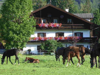 Bild 2 aus  Tschaperhof - Urlaub mit Pferd
