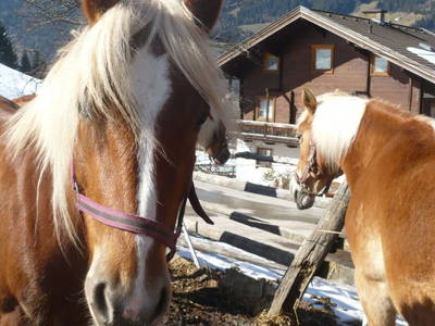 Bild 25 aus  Traglehen