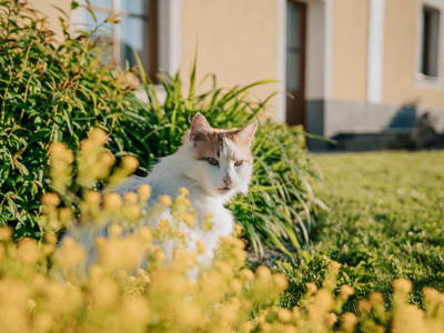 Bild 76 aus  Wieserhof