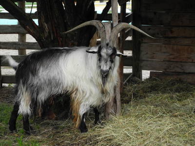 Bild 116 aus  Kaspergut