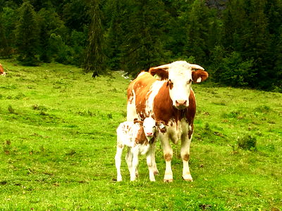 Bild 91 aus Alpen Appartements Oberlehengut HIDEAWAY
