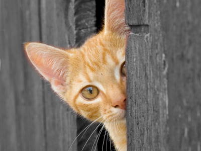 Bild 10 aus  Oberhöherhof