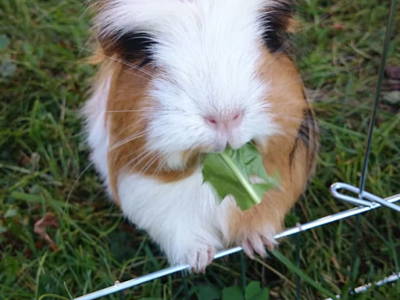 Bild 183 aus  Erbhof Hinterrain