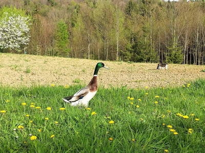 Bild 23 aus Ferienhaus Warga