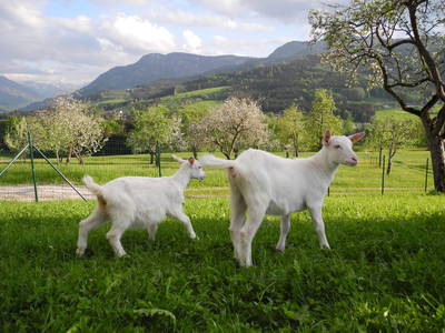 Bild 41 aus  Peter in der Edt