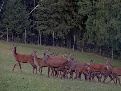 Bild 64 aus  Fuchs und Hase