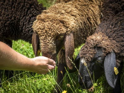 Bild 6 aus  Mittergasteg