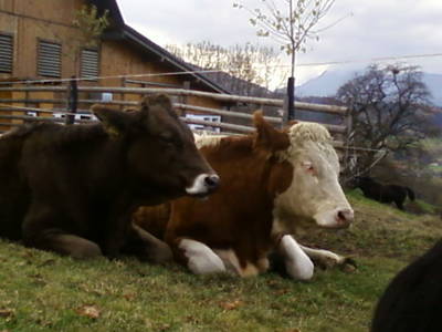 Bild 99 aus  Hüttstädterhof