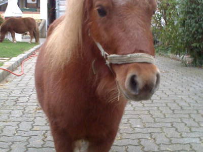 Bild 32 aus  Privatzimmer Würger