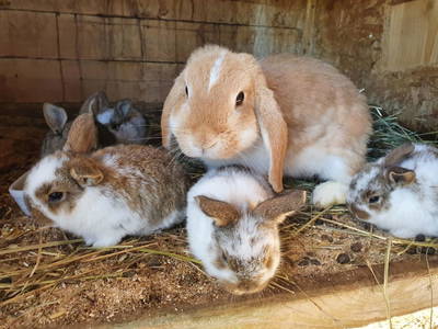 Bild 264 aus  Kinderparadies Bachbauer 