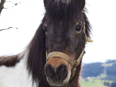 Bild 14 aus  Haaghof