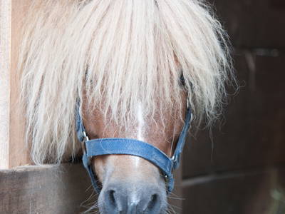 Bild 10 aus  Gschwinghof