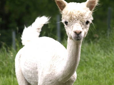 Bild 54 aus  Weingut Dworschak