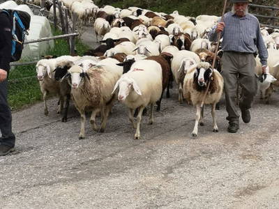 Bild 75 aus  Pöllitzgut