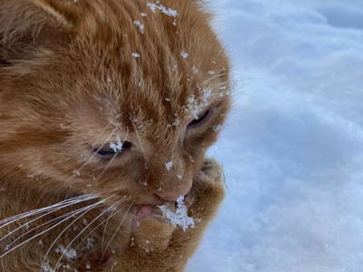 Bild 31 aus  Bio-Bergbauernhof Möslhof