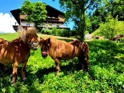 Bild 8 aus Baby und Kinderbauernhof Happmannhof