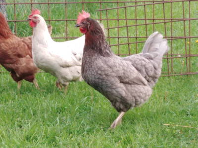 Bild 258 aus  Bräuhauser