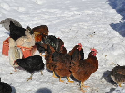 Bild 17 aus  Mühlehof Ennemoser