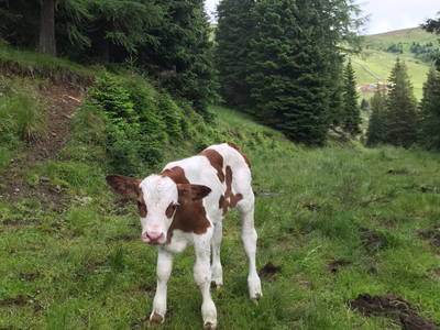 Bild 102 aus  Grossa Hütten