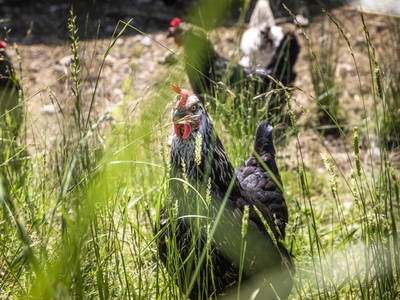 Bild 25 aus  Ferienhaus Oberpremgut