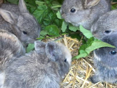 Bild 32 aus  Bio-Bergbauernhof Möslhof