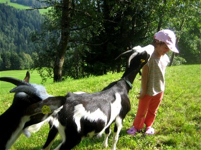 Bild 2 aus Bauernhof Pichler