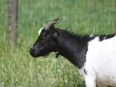 Bild 72 aus  Pension Glitschnerhof