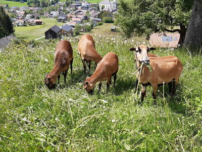 Bild 34 aus Ferienbauernhof Dür