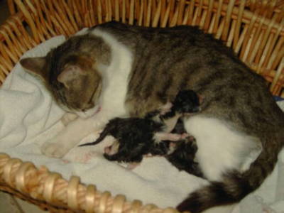 Bild 58 aus  Familienbauernhof Strassbauer