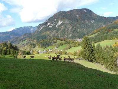 Bild 15 aus  Stückler - Hütte