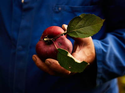 Bild 41 aus  Schwaigerlehen - Berngarten