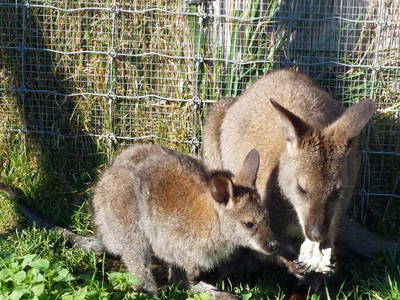 Bild 5 aus  Zillerlehen