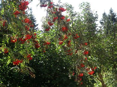 Bild 29 aus  Dichtlhof