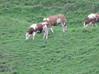 Bild 71 aus  Landhaus Dorfer - Obergollegg