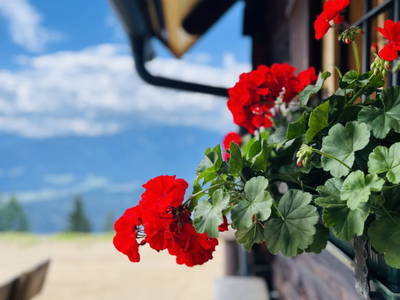 Bild 7 aus  Götzfried Almhütte