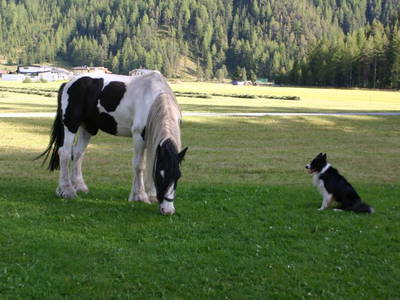 Bild 62 aus  Waldhof